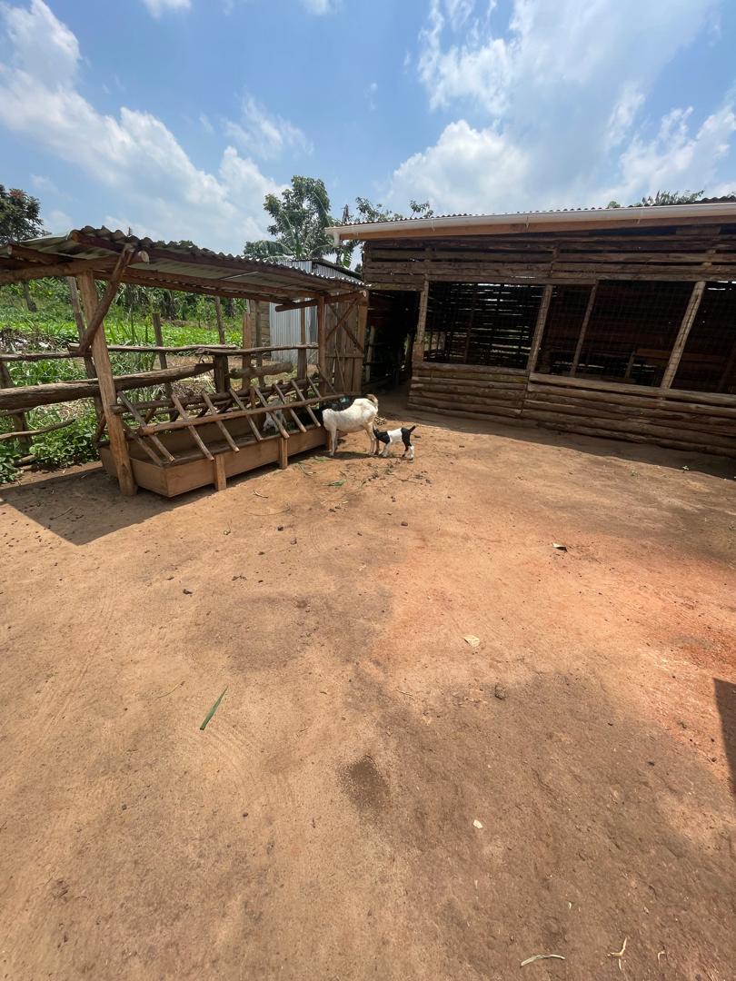 Complete model goat farm for sale in Kakiri