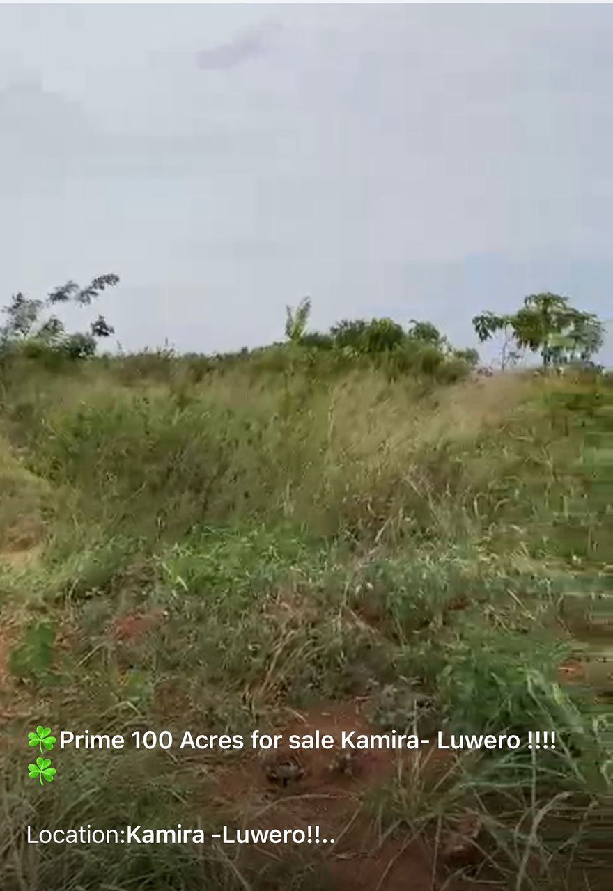 Prime 100acres for sale - Luwero