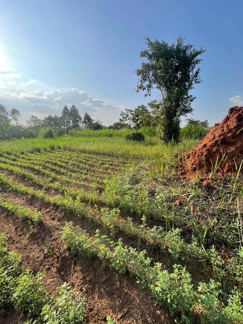 Complete model goat farm for sale in Kakiri