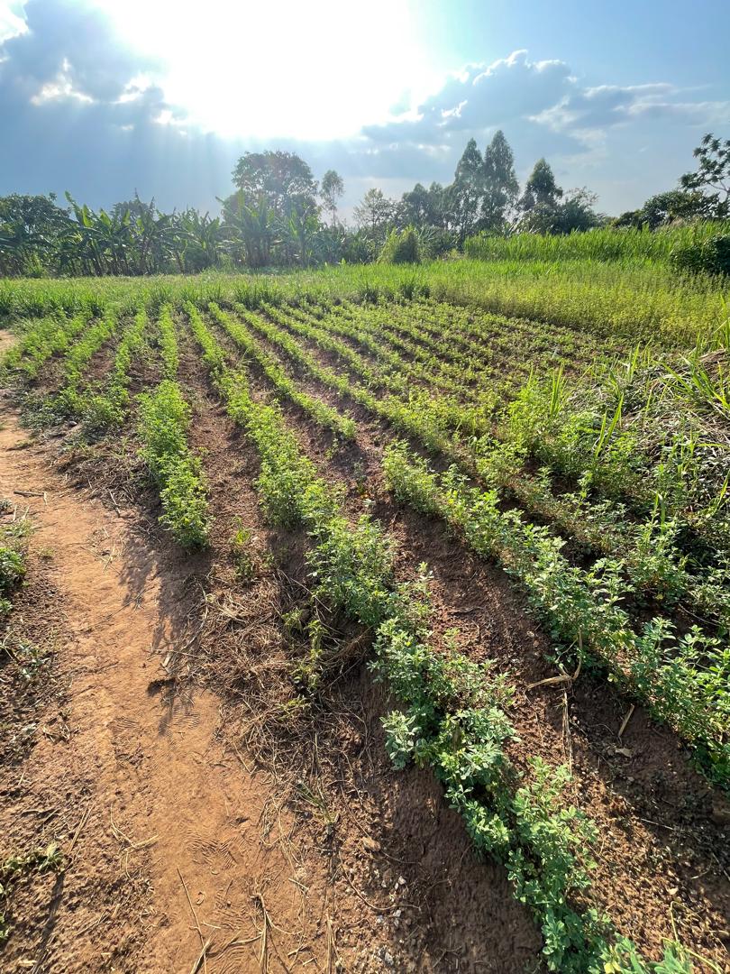 Complete model goat farm for sale in Kakiri