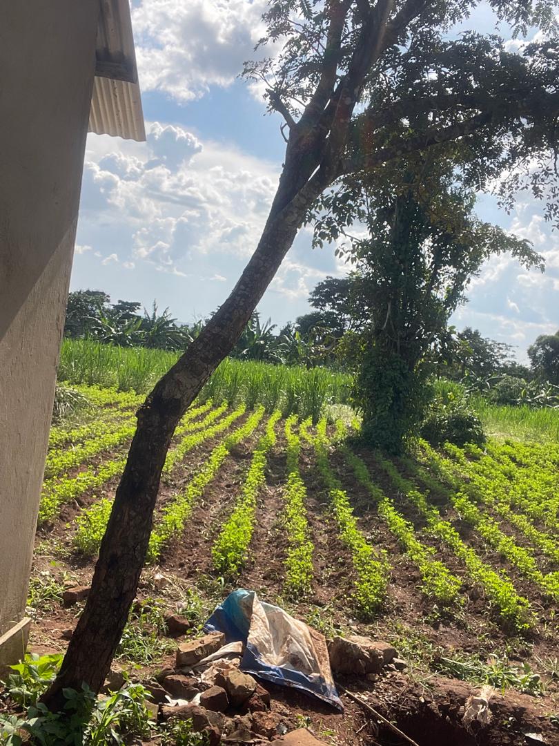 Complete model goat farm for sale in Kakiri