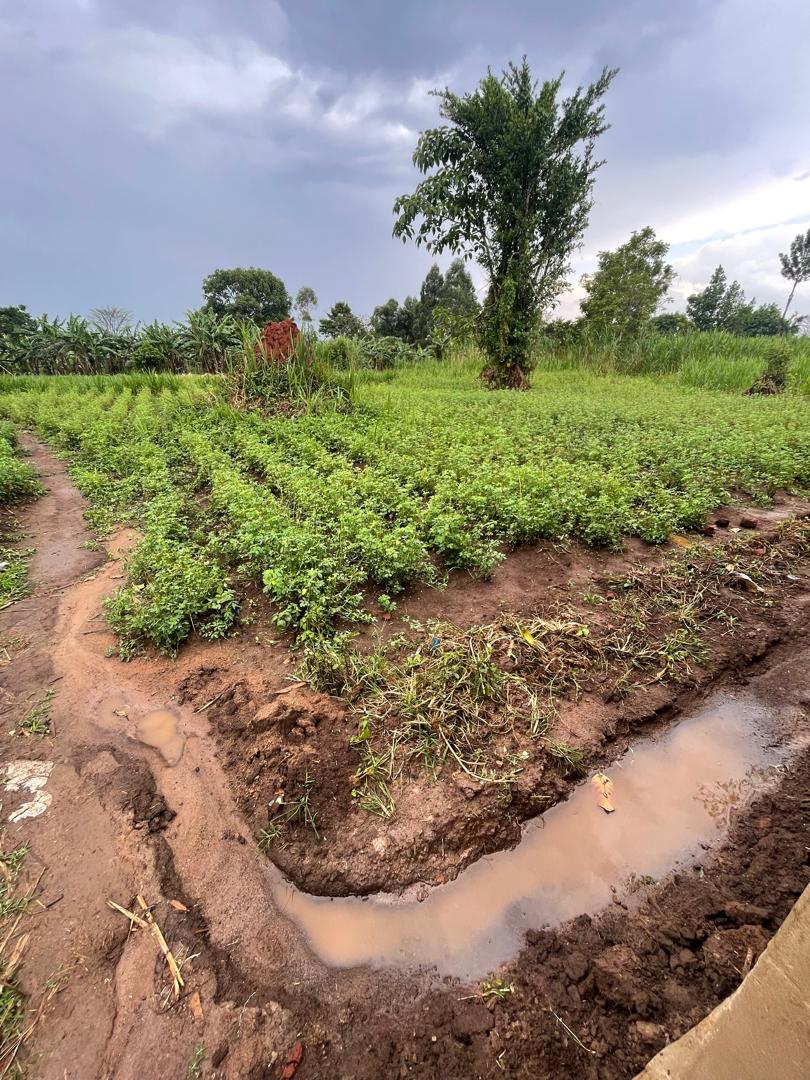 Complete model goat farm for sale in Kakiri