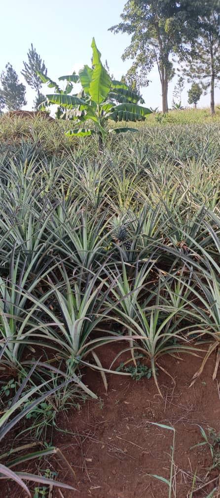 480 acres for sale in Kikyusa Kamira at 12m @acre