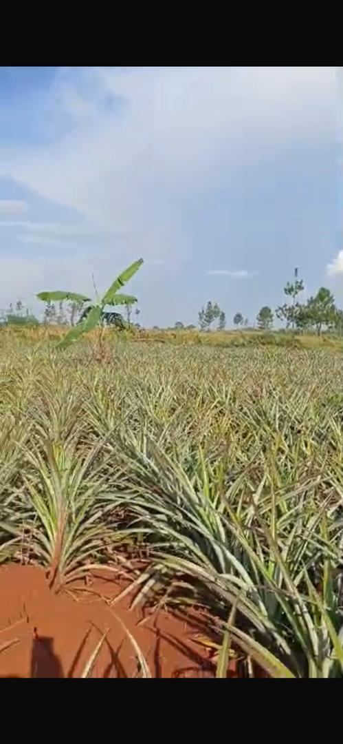 480 acres for sale in Kikyusa Kamira at 12m @acre