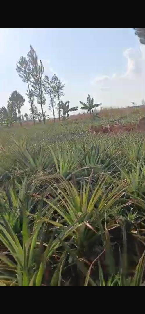 480 acres for sale in Kikyusa Kamira at 12m @acre