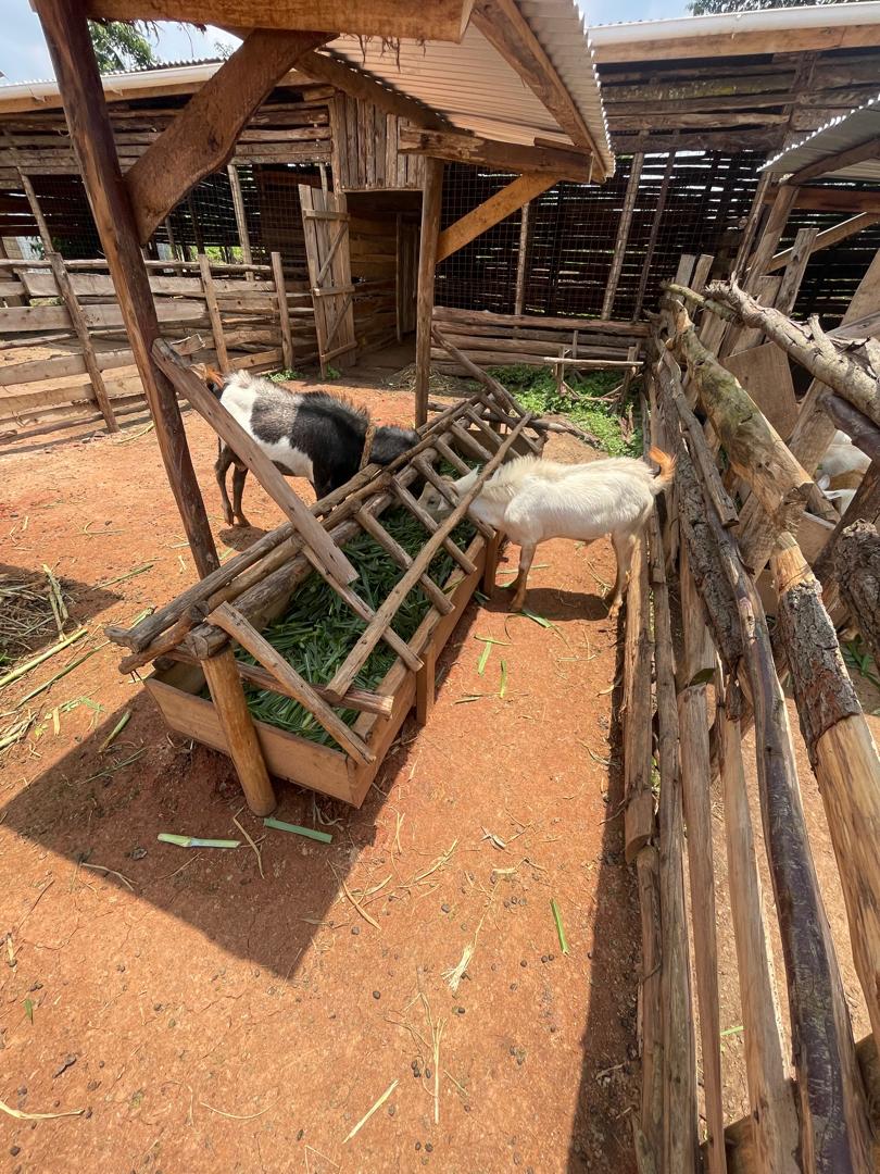 Complete model goat farm for sale in Kakiri