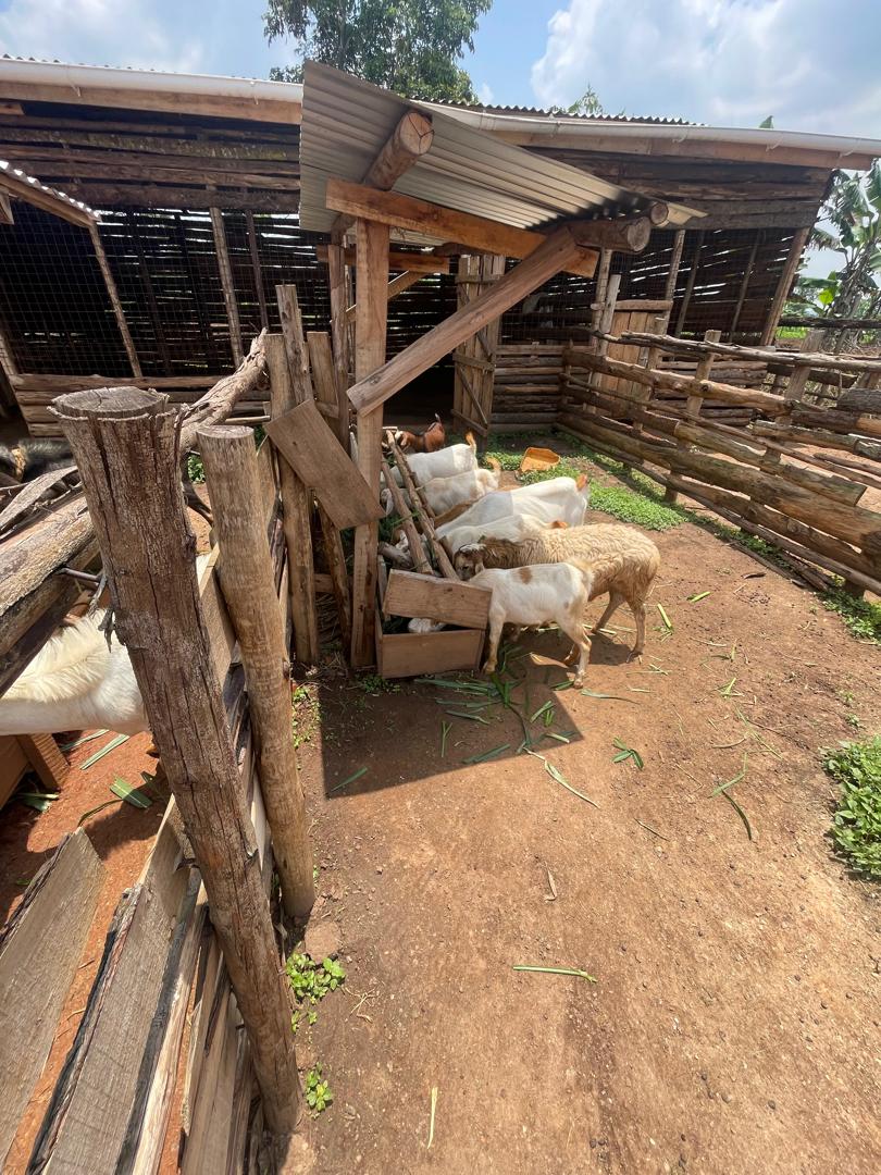 Complete model goat farm for sale in Kakiri