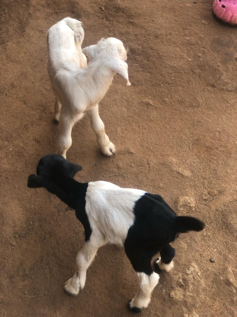 Complete model goat farm for sale in Kakiri