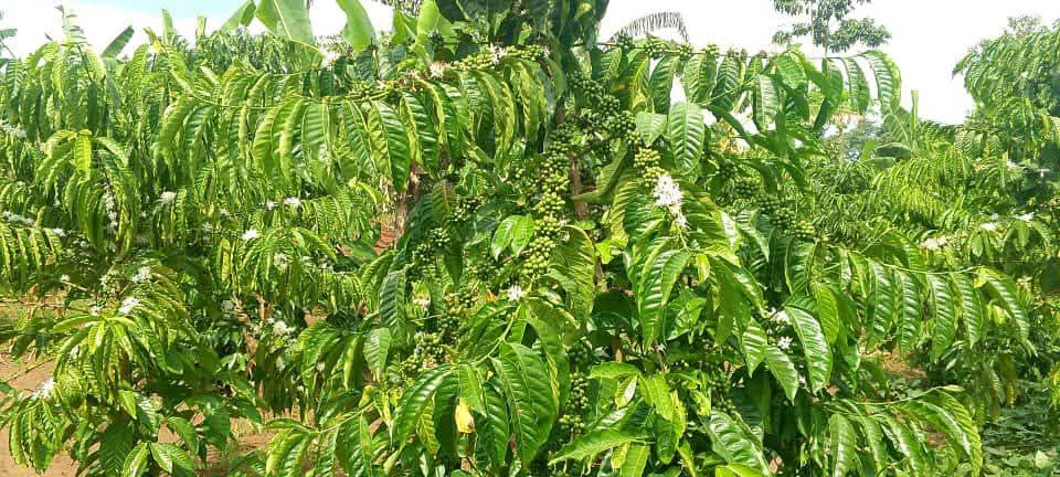 4acre house for sale in mukono