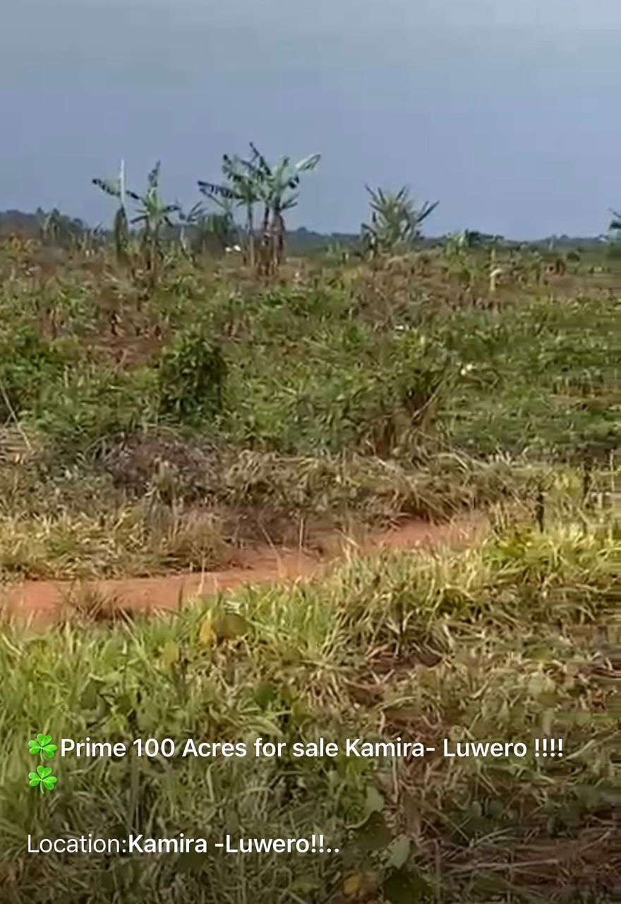 Prime 100acres for sale - Luwero