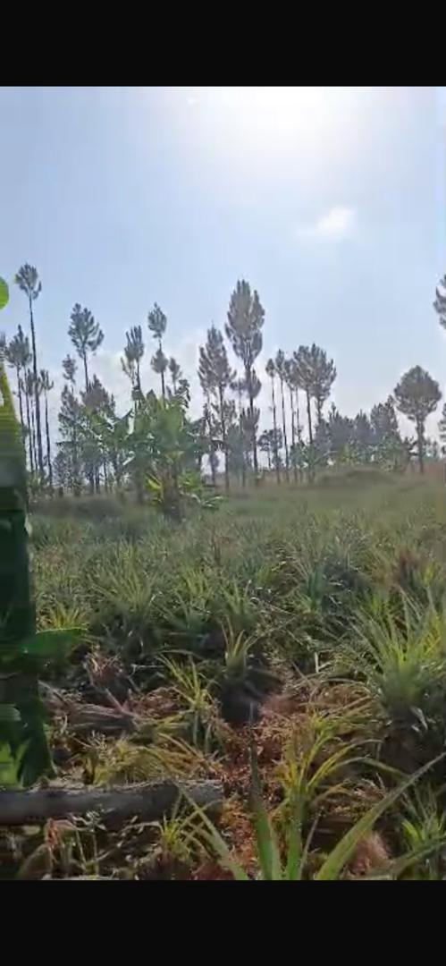 480 acres for sale in Kikyusa Kamira at 12m @acre
