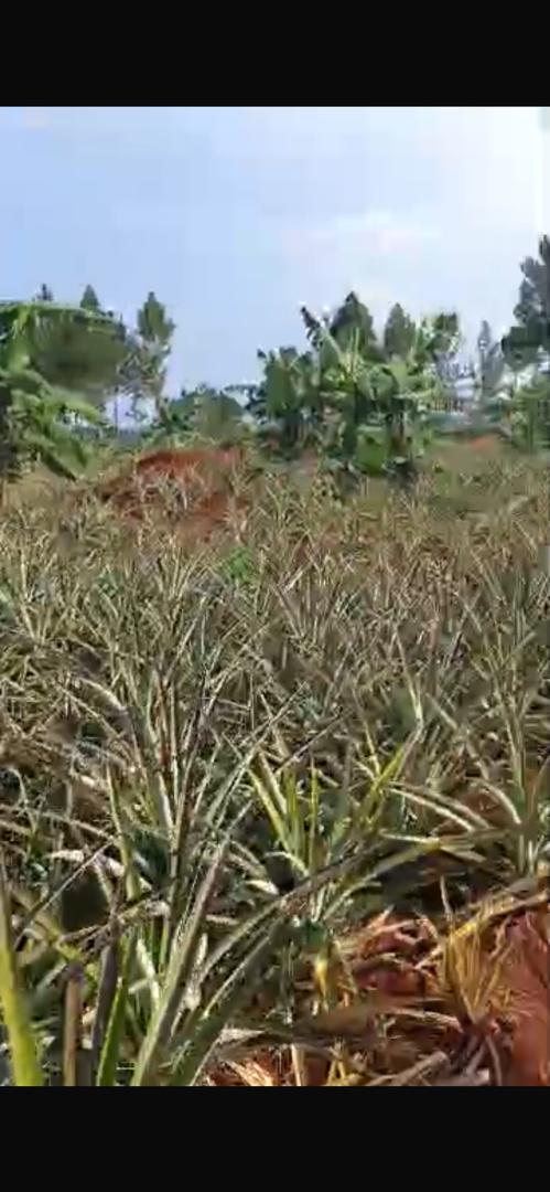 480 acres for sale in Kikyusa Kamira at 12m @acre