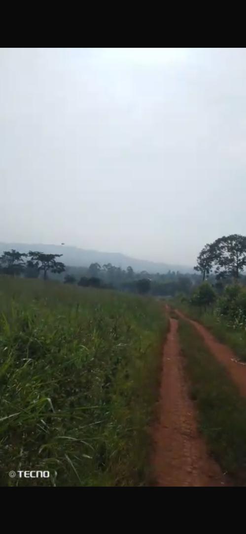 50 acres for sale in Nakawuka - @130m
