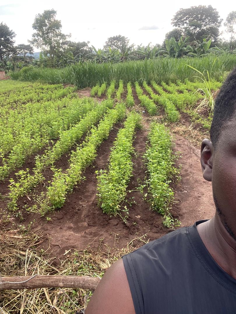 Complete model goat farm for sale in Kakiri