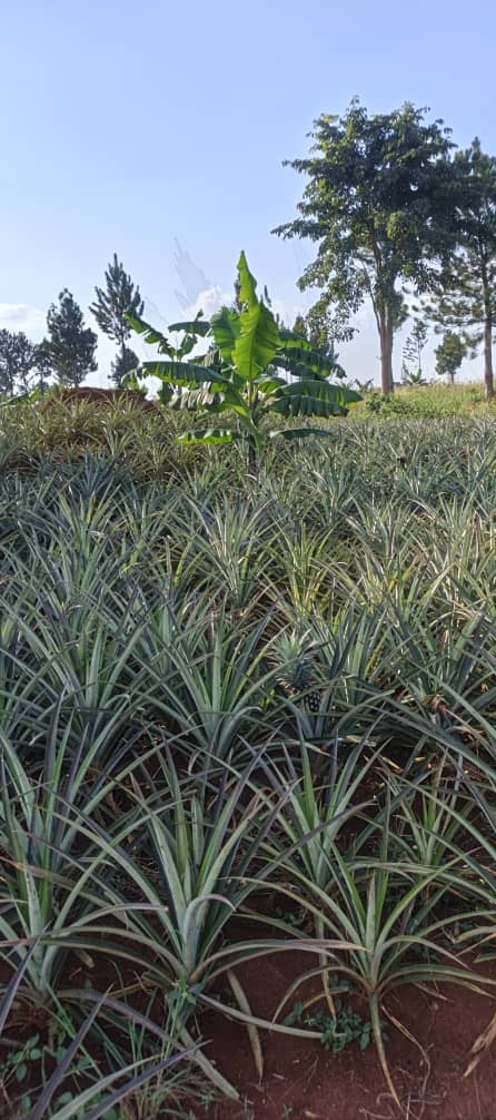480 acres for sale in Kikyusa Kamira at 12m @acre