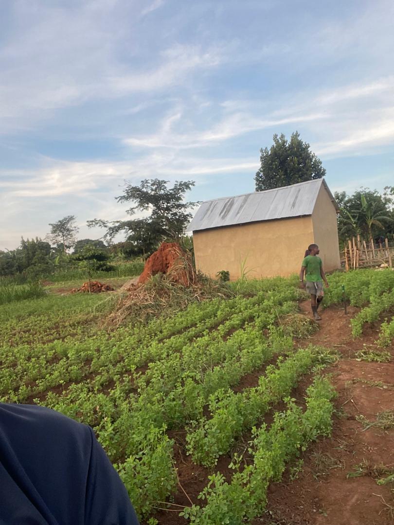 Complete model goat farm for sale in Kakiri
