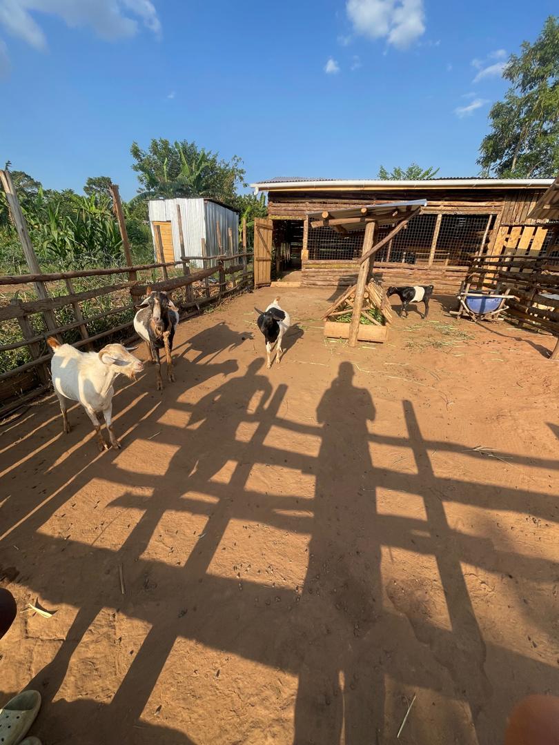 Complete model goat farm for sale in Kakiri