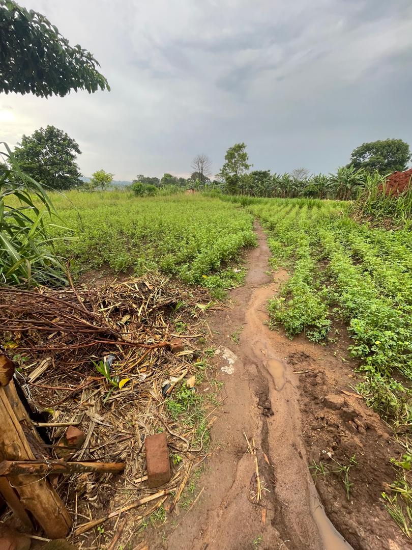 Complete model goat farm for sale in Kakiri