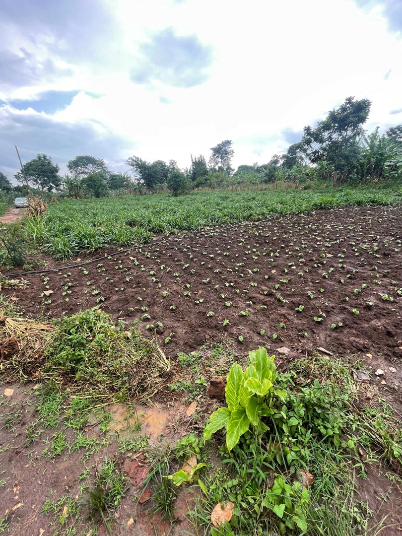 Complete model goat farm for sale in Kakiri