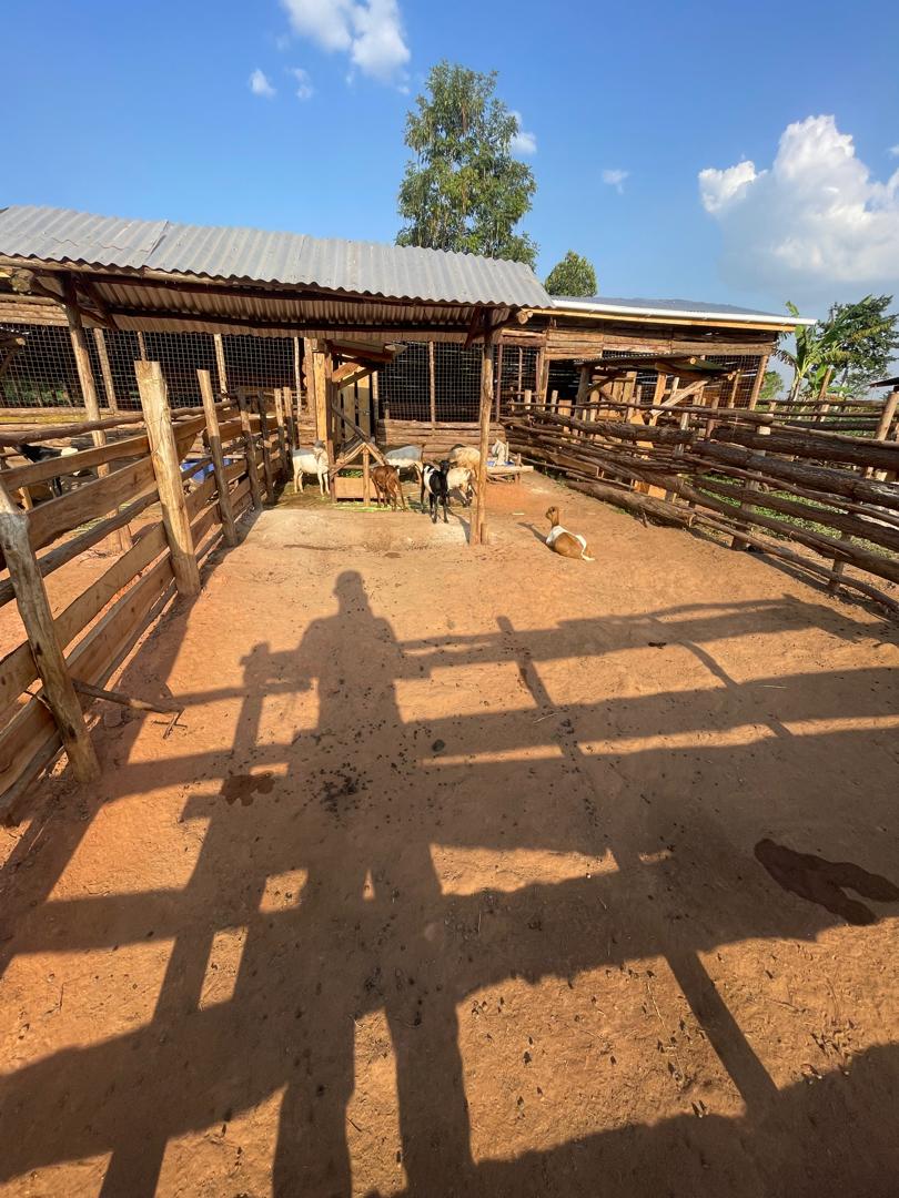 Complete model goat farm for sale in Kakiri