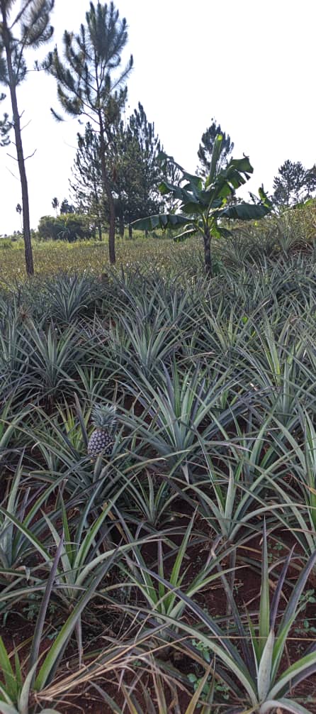 480 acres for sale in Kikyusa Kamira at 12m @acre