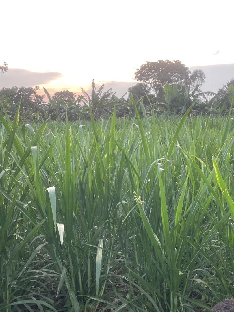 Complete model goat farm for sale in Kakiri