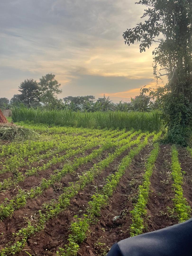 Complete model goat farm for sale in Kakiri